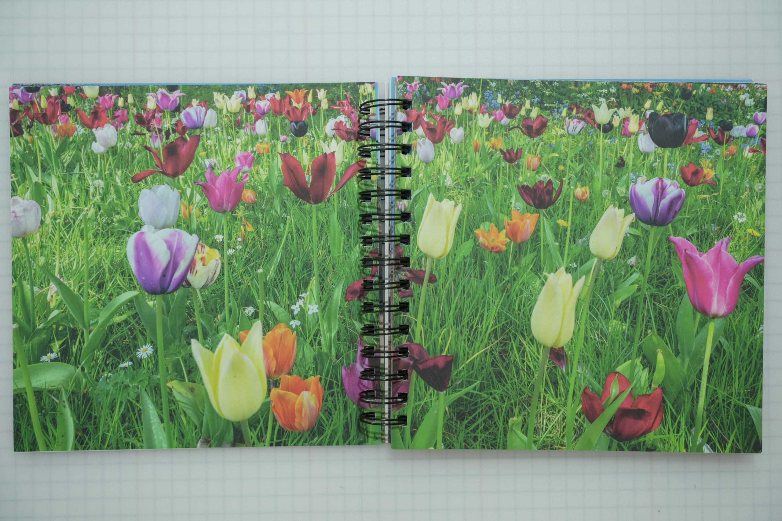 ISCA - Exeter Lockdown 2020 - Image 3